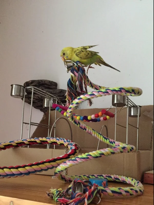 New 160cm Long Parrot Bird Toys Pet Bird Parrot Standing Rope Bird Cage Decoration Climbing Toy Parrot Bird Cage Toys Rope Bell - Image 3