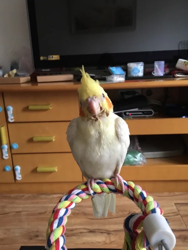 New 160cm Long Parrot Bird Toys Pet Bird Parrot Standing Rope Bird Cage Decoration Climbing Toy Parrot Bird Cage Toys Rope Bell - Image 4